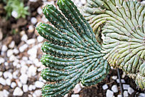 ������ֲ��