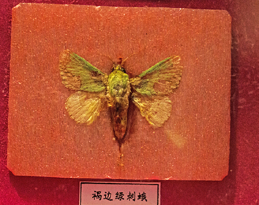 Ы���̴̶�걾