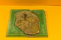 ϸ������