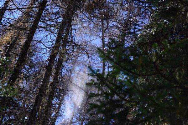 ������ɭ��