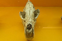 Զ������ͷ