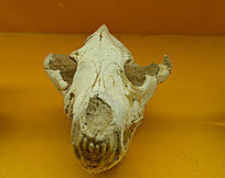 Զ�����໯ʯ