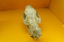 Զ������ͷ��