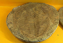 ԭʼ��������