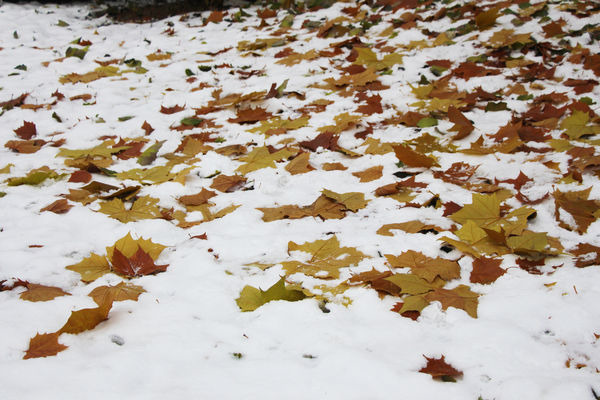 ����ѩ��