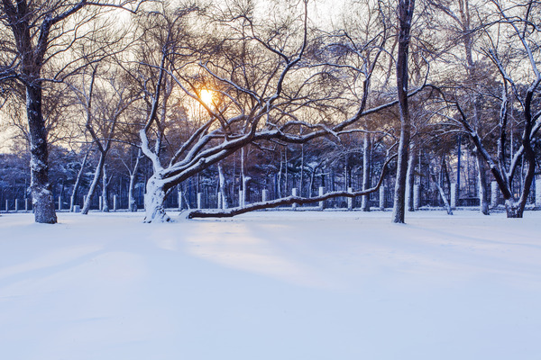 ����ѩ����ľ