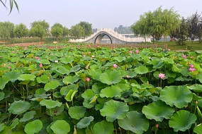 什么样的池塘里开满了什么样的荷叶 chitangheye_7523789.jpg.285.jpg