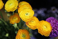 ���ɫ�Ķ��õ�廨