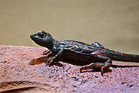 ��ɫ�������