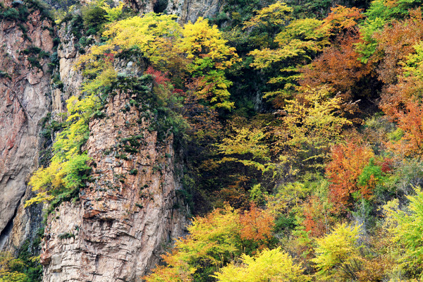 �＾ɽ����ľ