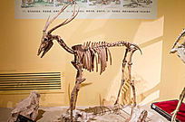 ����¹����ǰ��̬