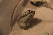 �ɵ�����