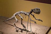 �ſ�����ʯ