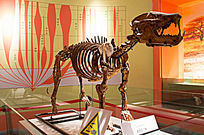 ����ʯ����