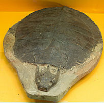 ɽ��������