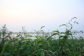 һƬ��ɫ�Ĳ�