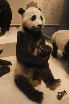 ����è����걾