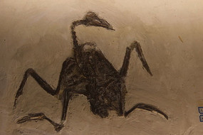 лѼʯ