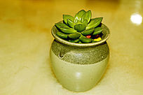 ��ɫ����ֲ��