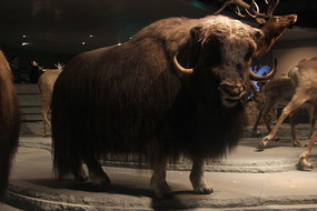 ��ţ����걾