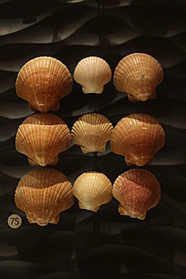 ���纣�ȸ�