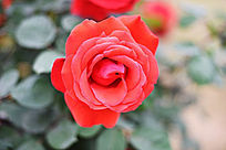 ʢ���ĺ��¼�