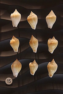 ˮ�������