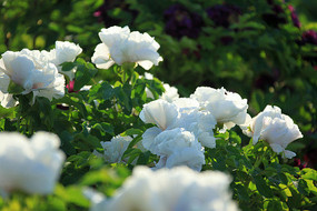 ��Ƭ�İ�ĵ��