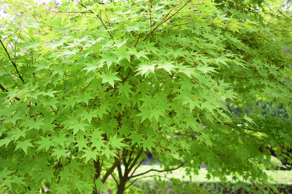 ��ɫ�ķ���Ҷ��