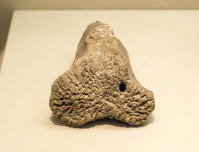 �����Ļ�ţ��