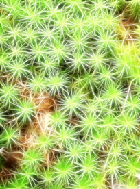 ���Ի���ֲ��������