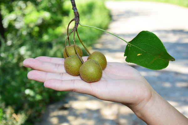 Ұ����ɳ���ʵ