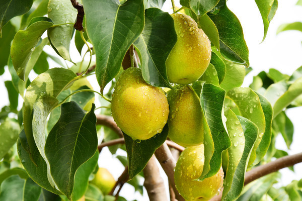 ����������дͼƬ