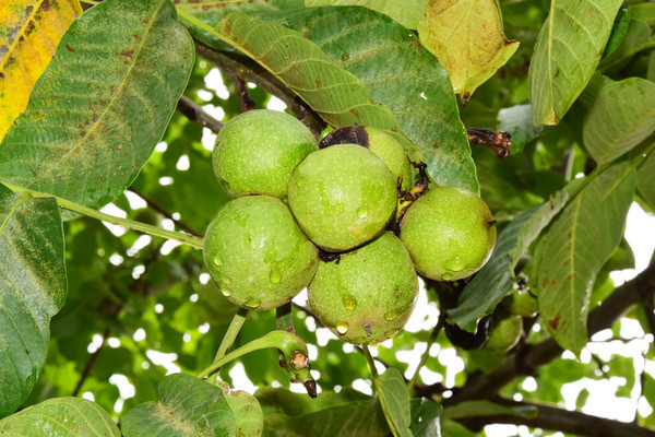 ���յĺ���ͼƬ