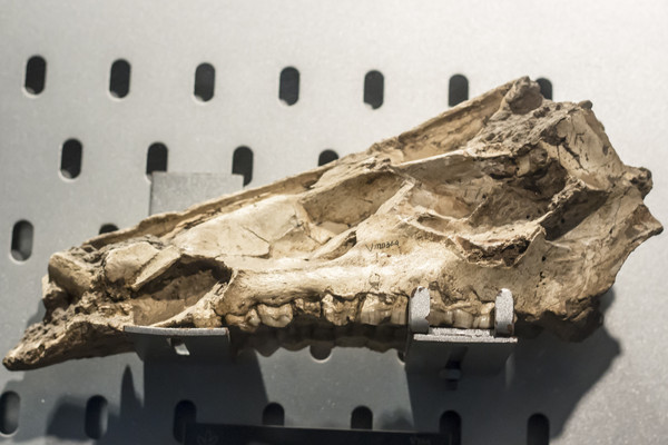 ����Ұ����ʯ