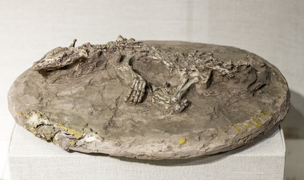 ǿ׳���޻�ʯ