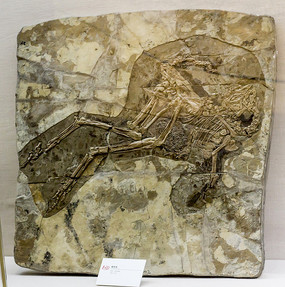 尾羽龙化石