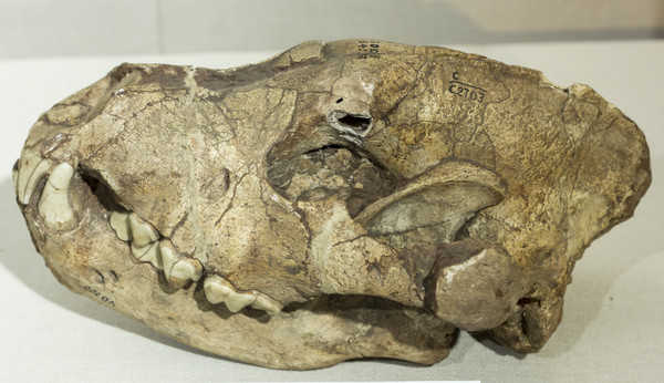 �й��๷��ʯ