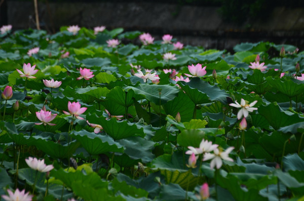 �ɻ��ط羰ͼƬ