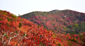 ��ɫ����Ҷ