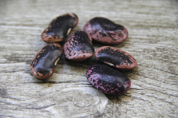 ������ﶹ��