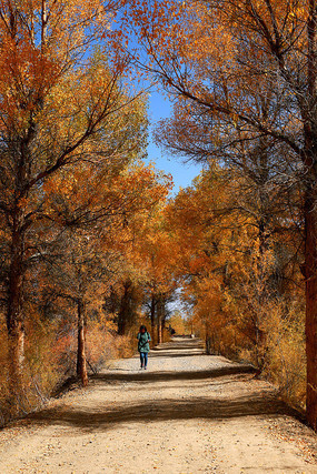 ������ľ