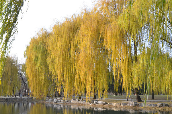 �������ľ