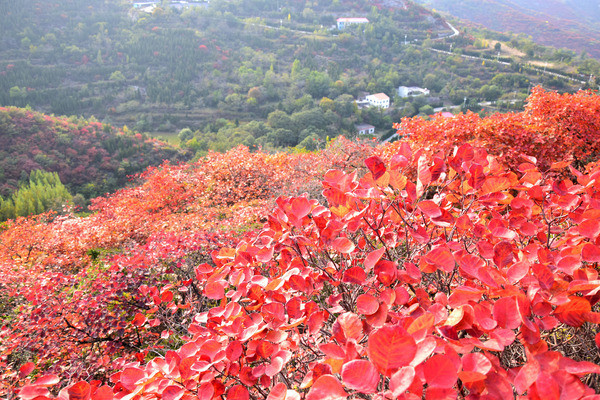 ɽ���ϵĺ�Ҷ