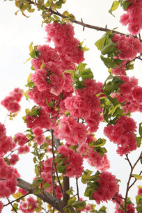 ʢ���ķ�ɫӣ��