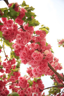 ʢ����֦ͷӣ��