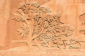 ��ľ֦Ҷ赿̸���