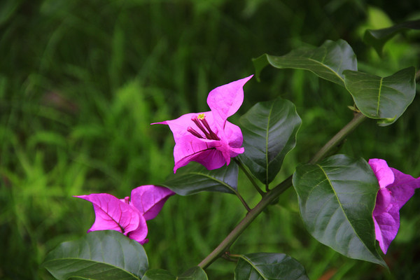 ʢ��������÷