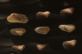 �������̸�