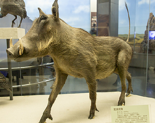 ��Į�����걾